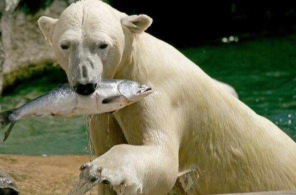 Белым медведям в челябинском зоопарке разрешили охотиться / Моя Планета