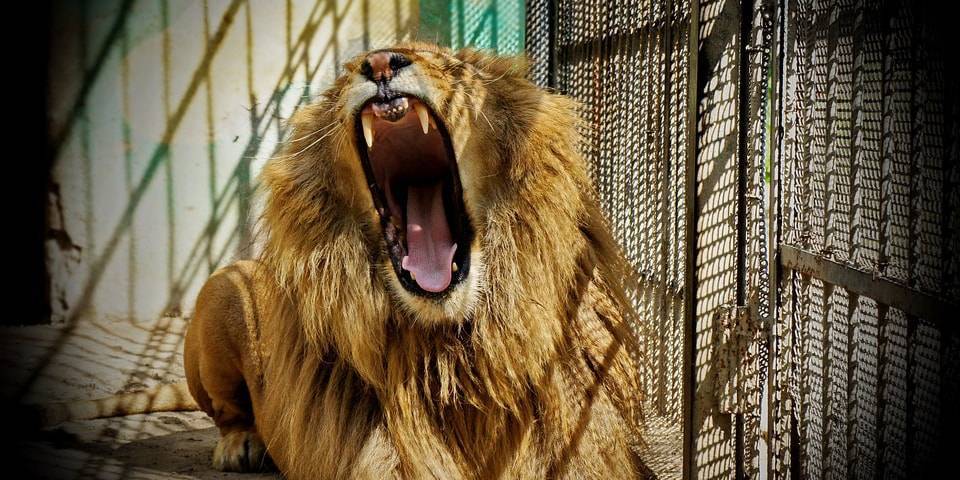 Установлены личности хулиганов, закидавших камнями львов в зоопарке Караганды