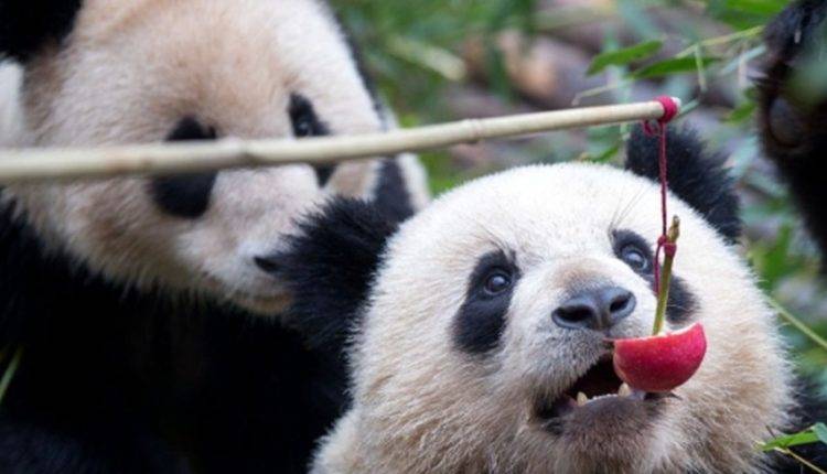 Панда-дипломатия: Си Цзиньпин подарил Москве двух бамбуковых мишек
