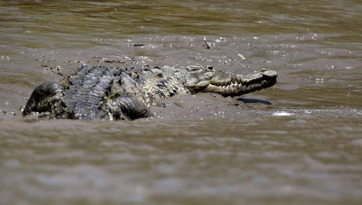 "Прошли хорошие времена": рыбаки обнаружили крупного крокодила в реке в Приморье