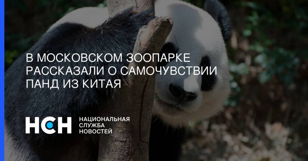 В Московском зоопарке рассказали о самочувствии панд из Китая