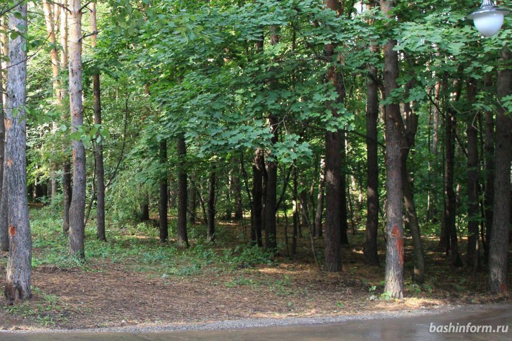 В Башкирии участки на территории десяти лесничеств выставлены на продажу