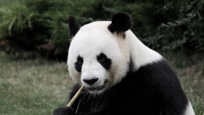 В Московском зоопарке не будут вводить должность «обнимателя панд»