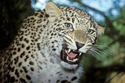 Леопард растерзал двухлетнего ребенка в национальном парке