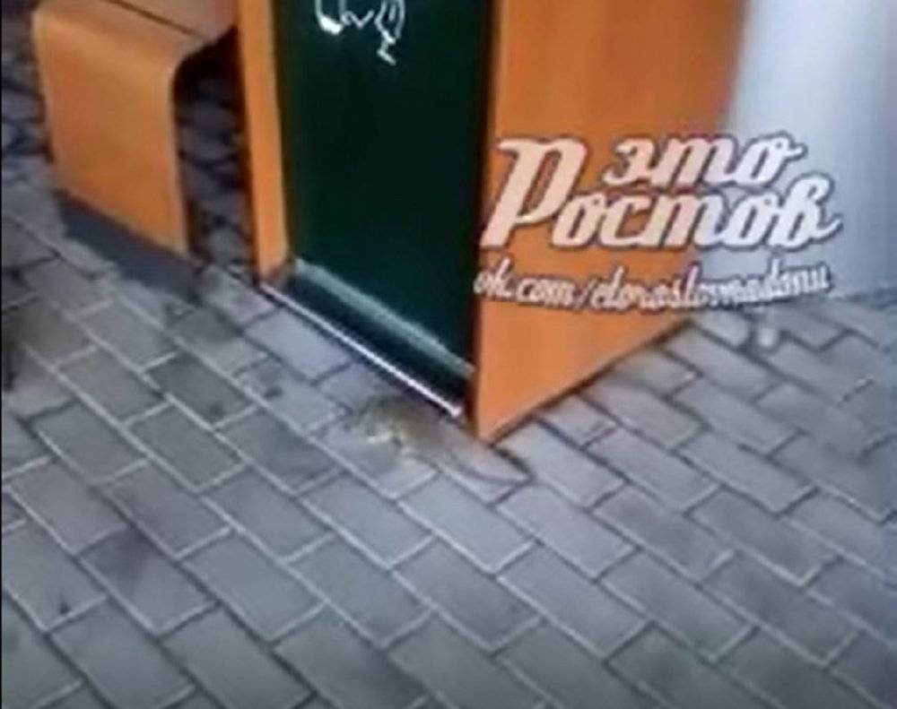 Крысу в ростовском Макдональдсе сняли на видео