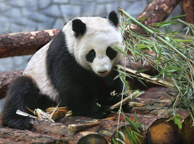 Директор Московского зоопарка рассказала, почему пандам Жуи и Диндин рано думать о потомстве