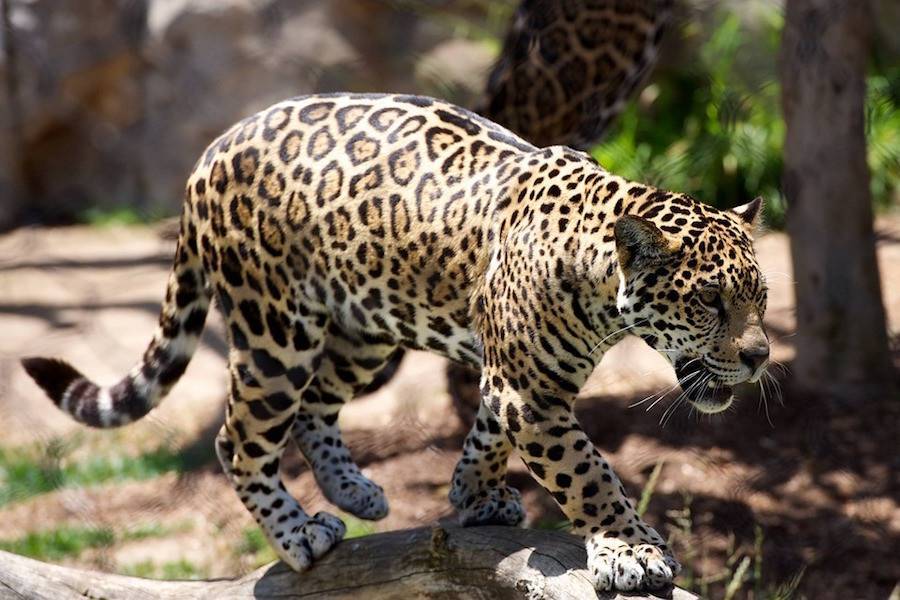 Леопард из национального парка ЮАР убил двухлетнего малыша