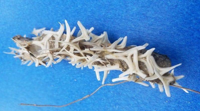 К берегу США прибило загадочное червеподобное существо с шипами из костей, которое озадачило даже экспертов