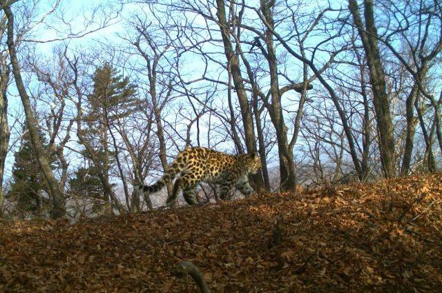 Леопард-«крестница» Стивена Сигала принесла потомство в Приморье