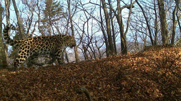 В Приморье вновь принесла потомство леопард-«крестница» Стивена Сигала