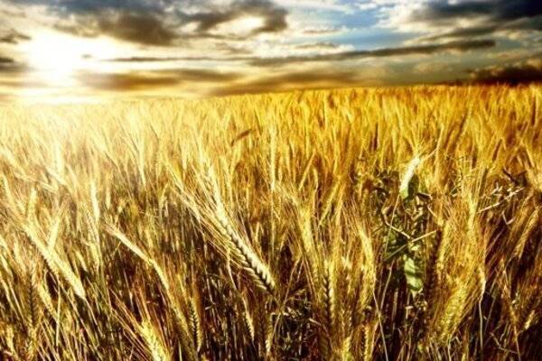 Продуктовое эмбарго: в России много плохой пшеницы и мало мяса