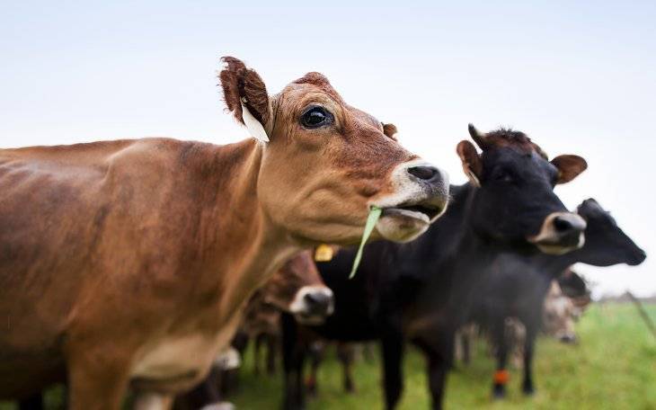 В районе в Башкирии у коров обнаружили опасную  болезнь