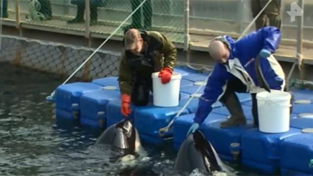 Владелец косаток из "китовой тюрьмы" в Приморье не против их конфискации