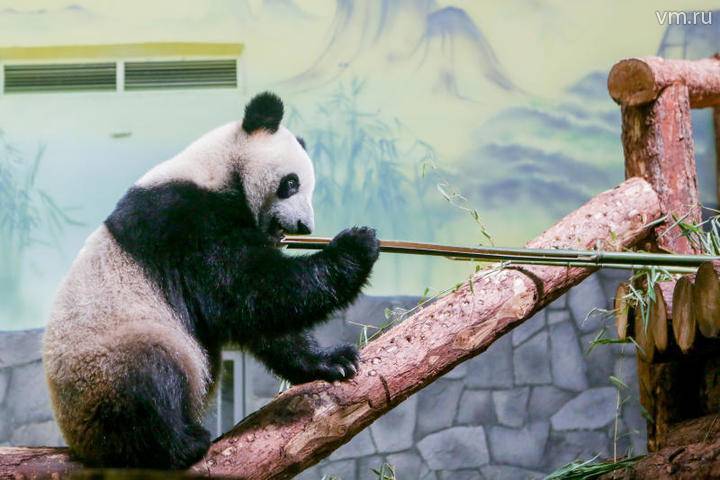 Московский зоопарк введет специальный график посещения панд Жуи и Диндин