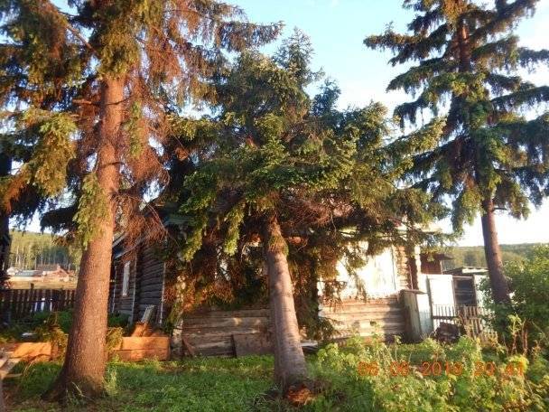 В Башкирии из-за сильного ветра дерево упало на частный дом