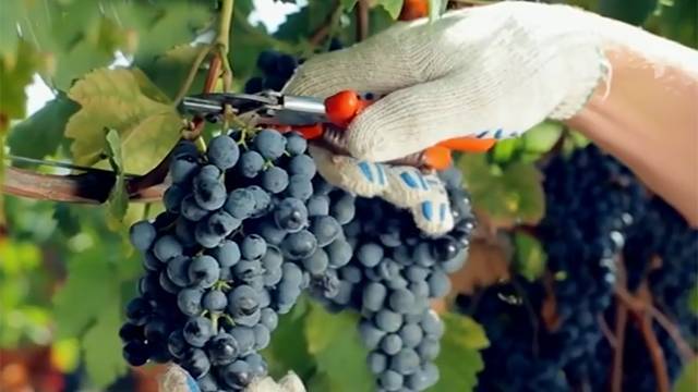 Дорога для вина: на ПМЭФ-2019 обсудили перспективы российского виноделия