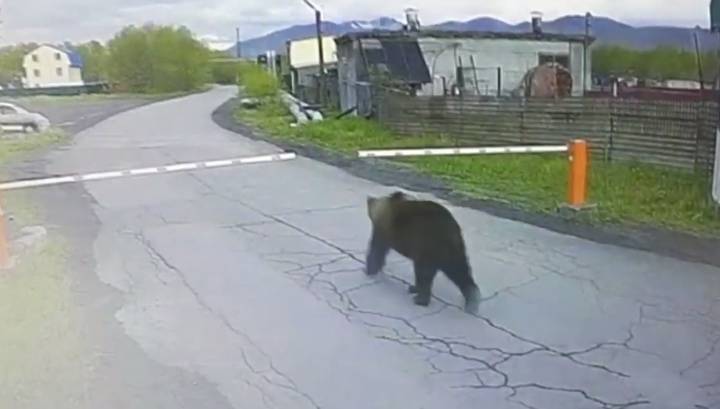"Без пропуска": на Камчатке медведь через КПП прошел на территорию аэропорта