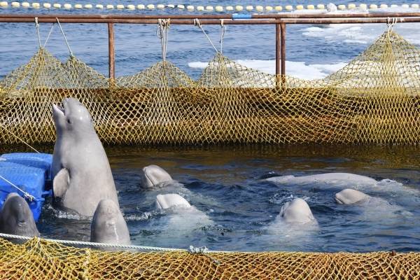 Содержание косаток из «китовой тюрьмы» обходится в миллион рублей ежедневно