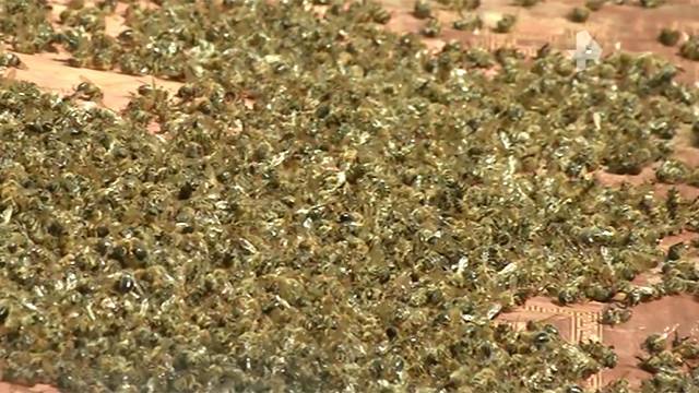Страшное вымирание: массовая гибель пчел зафиксирована в ряде регионов России
