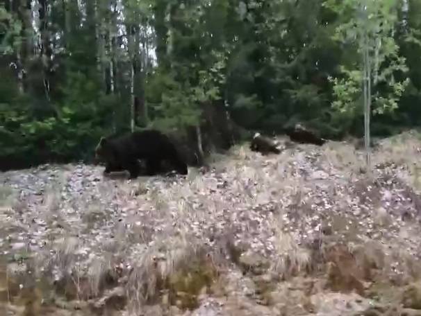 На трассе под Ухтой семья с детьми встретила медведицу с медвежатами