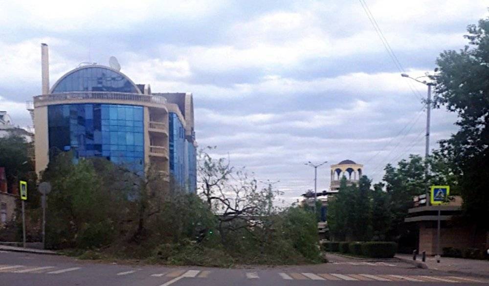 Упавшее дерево перекрыло проезд по Береговой в Ростове