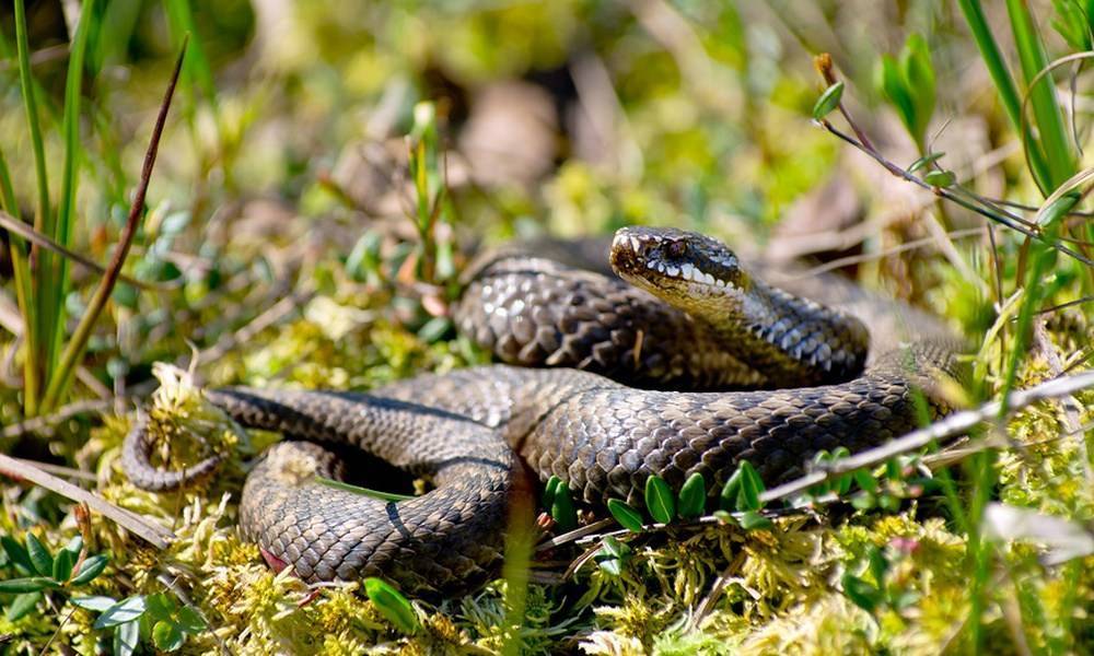 Змея укусила 4-летнего ребенка в Карелии