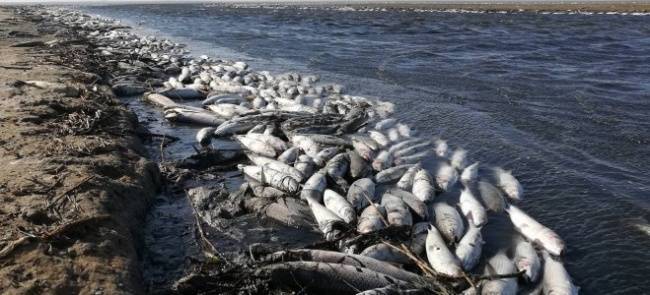 В Казахстане установлена причина массовой гибели рыбы в реке Урал
