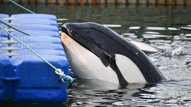 Выпуск косаток и белух из китовой тюрьмы начнется в ближайшие 10 дней