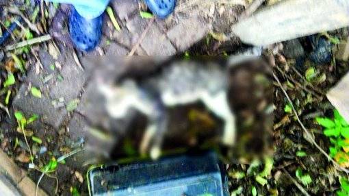 Житель Кирьят-Бялика забил котенка на глазах у прохожих