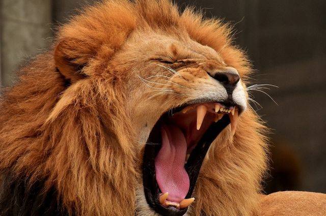 СМИ: в ЮАР из нацпарка сбежали 14 львов