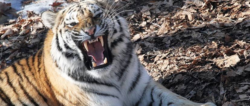 Хватит дергать русского тигра за усы – Карасев | Политнавигатор