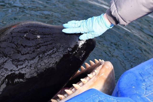 Косаток и белух в ближайшие 10 дней освободят из «китовой тюрьмы»