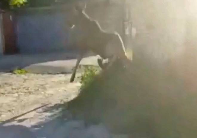Видео: среди гаражей в Рязани бегает лось