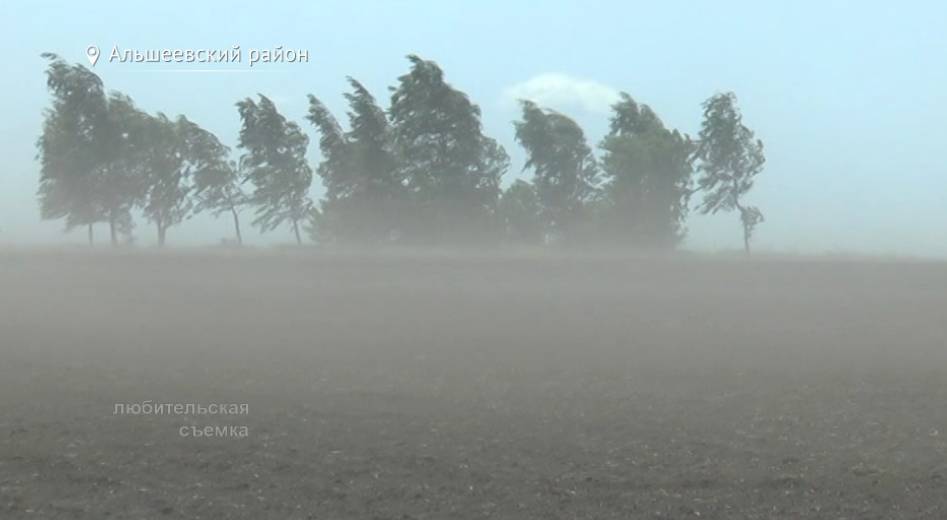 В Башкирии сильный ветер уничтожил 600 гектаров свеклы