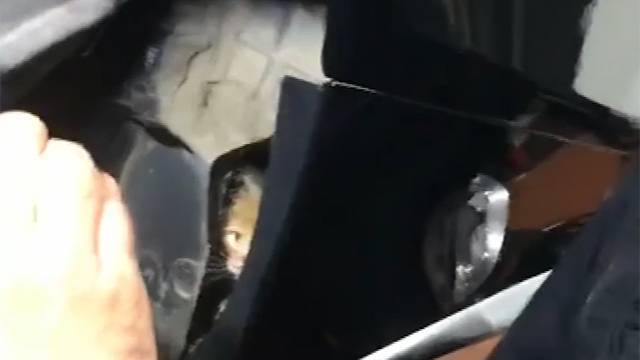 Целый выводок котят спасли из-под капота авто в Подмосковье