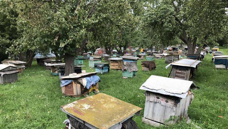 В Брянской области зафиксировали массовую гибель пчел