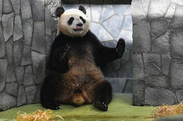 Завтрак панд, поселившихся в московском зоопарке, покажут в прямом эфире