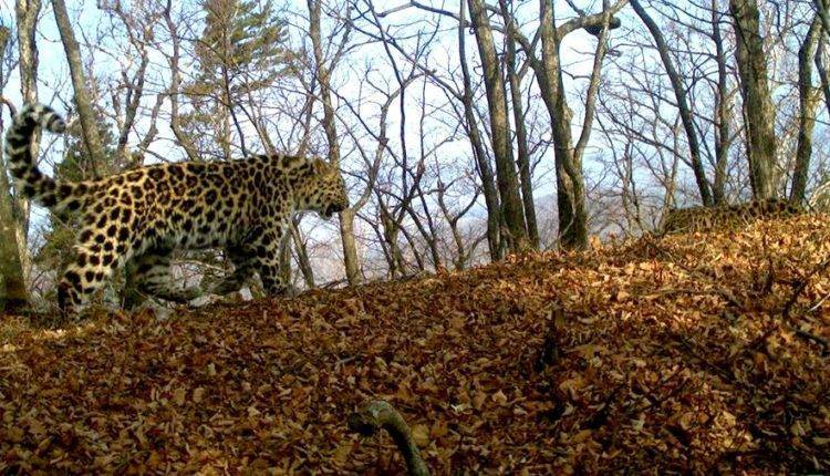 В Приморье родились котята леопарда — подопечной Стивена Сигала