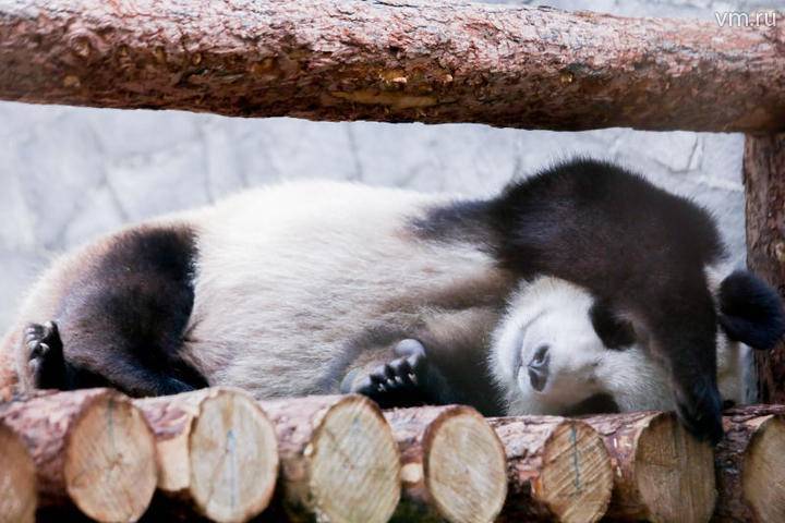 Китайских панд в зоопарке спасают от жары климат-контроль и холодный душ
