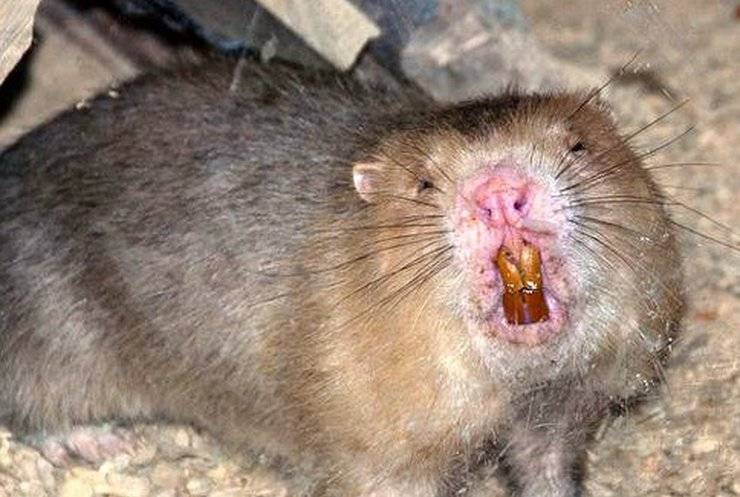 Хитры, живучи и выносливы: правда ли, что крысы угрожают существованию человека | Русская семерка