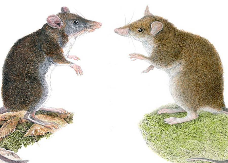 На Филиппинах открыли два новых вида крыс