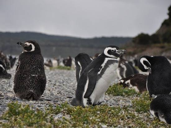 Пингвины-«левши» оказались агрессивнее «правшей»