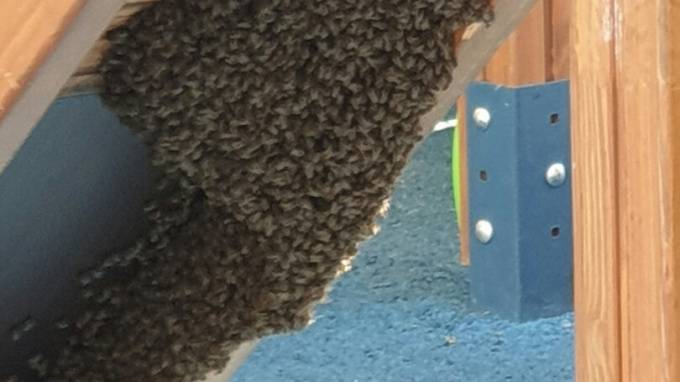 Под детской горкой на Комендантском проспекте поселился рой пчел
