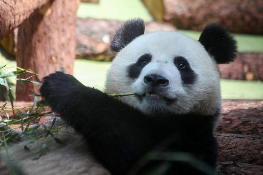 В павильоне китайских панд есть климат-контроль и холодный душ