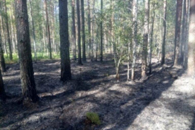 В Тверской области спасатели МЧС потушили лесной пожар