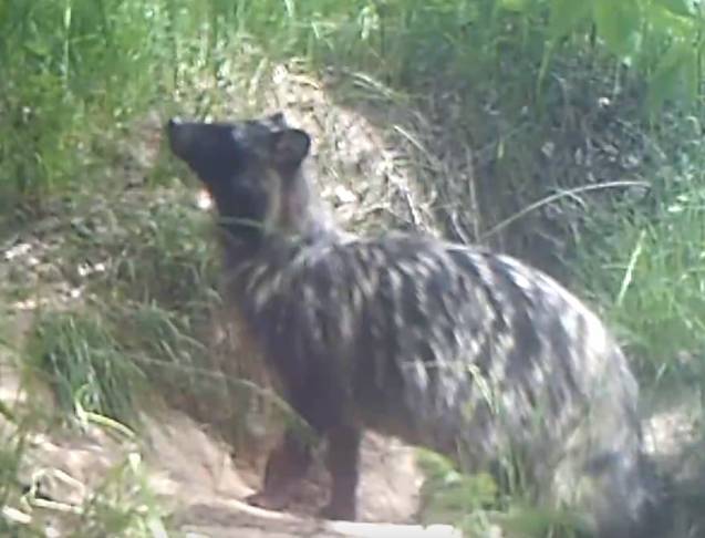 В «Смоленском Поозерье» возле норы енотовидной собаки замечены щенки (видео)