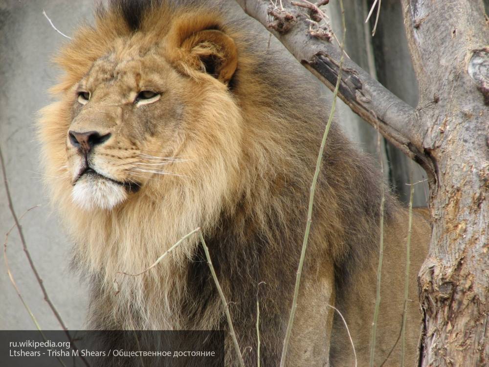 Из Национального парка в ЮАР сбежали не менее 14 львов