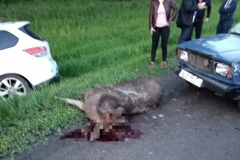 Легковой автомобиль насмерть сбил лося на кузбасской трассе