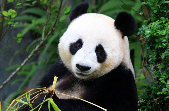Московский зоопарк рассказал, когда лучше всего смотреть на панд / Моя Планета