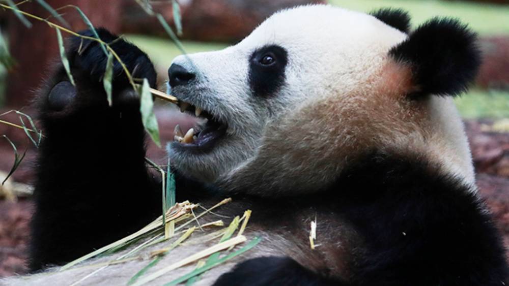 «Золотой» подарок: Кому Китай дарил панд и… сколько стоит их кормить